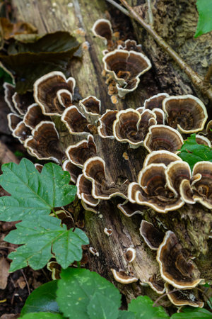 Intertwined clusters of Trametes fungi grow on a decaying log, surrounded by vibrant green foliage, highlighting the beauty of nature in a forest during a warm afternoon.の写真素材