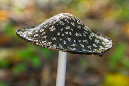 Coprinopsis Picacea also known as Magpie fungus poisonous mushroom in forest.