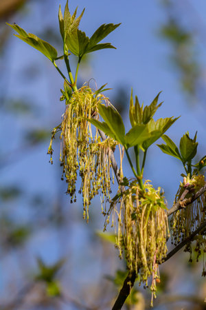 The ash-leaved maple Acer negundo flowers in early spring, sunny day and natural environment, blurred background.の写真素材