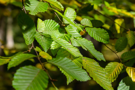 Selective focus of European hornbeam or carpinus betulus in the garden, Small leafed plant which...