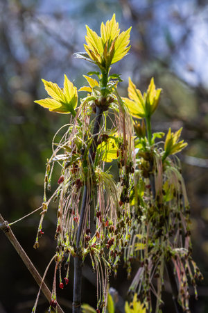 The ash-leaved maple Acer negundo flowers in early spring, sunny day and natural environment,...