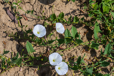 Field bindweed or Convolvulus arvensis, also known as European bindweed, is a herbaceous perennial...