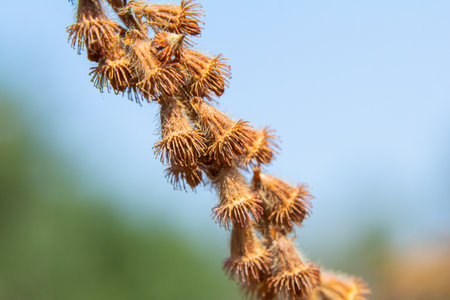 Common agrimony seeds, Latin name Agrimonia eupatoria.