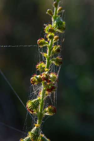 Common agrimony seeds, Latin name Agrimonia eupatoria.