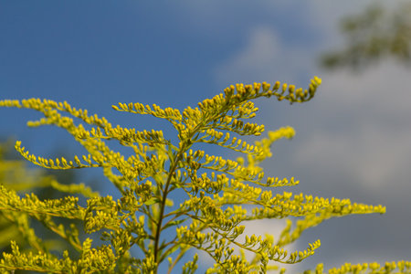 Canadian goldenrod, cluster of small yellow flower heads, close up. Solidago canadensis or brendiae...