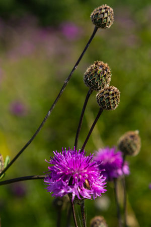 Centaurea scabiosa subsp. apiculata, Centaurea apiculata, Compositae. Wild plant shot in summer.の写真素材