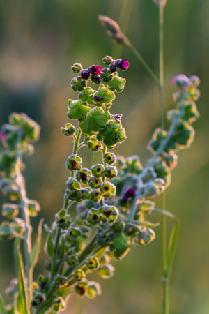 In the wild, Cynoglossum officinale blooms among grasses. A close-up of the colorful flowers in a...