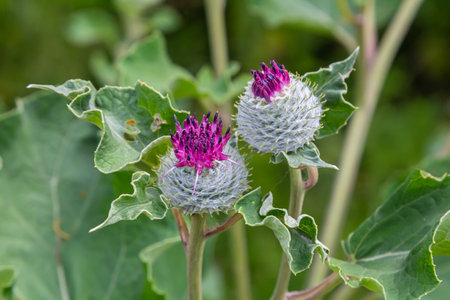Arctium tomentosum, commonly known as the woolly burdock is a species of burdock belonging to the family Asteraceae.の写真素材