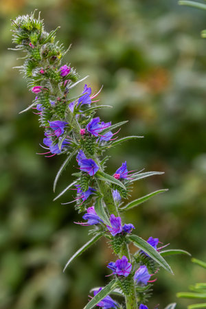 The Echium vulgare flower is a species of herbaceous plant, family Boraginaceae.