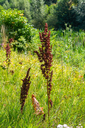 Detailed close-up of the flower of the Rumex longifolius plant. Selective focus. Rumex longifolius,...