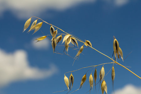 Stem, leaf and hanging ears of wild oats. Grasses.