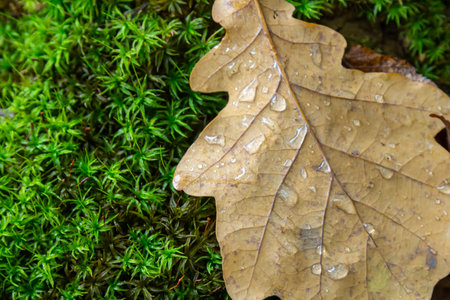 Early pearl dew drops on autumn dry oak leaves in sunny day.の写真素材