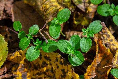 Hornbeam Carpinus betulus tree sprouts germinated in the wild in the forest from seed.の写真素材