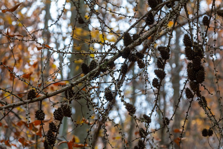 Larch tree branches with small cones in autumn. Small cones on a branch of a larch tree. Fall nature...