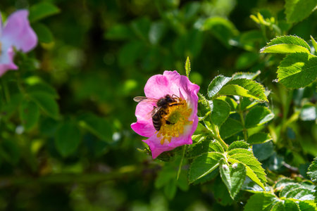 A bee gathers nectar from a vibrant pink flower surrounded by green foliage in a sunny garden during springtime. The scene captures nature's beauty and activity.の写真素材