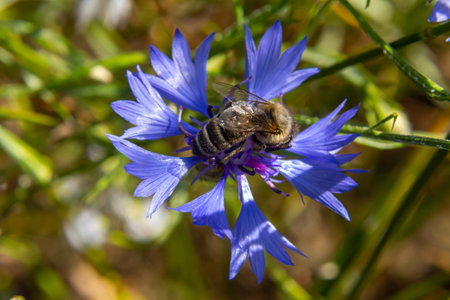 A bee busily gathers nectar from a striking blue flower in a lush garden, surrounded by bright green...