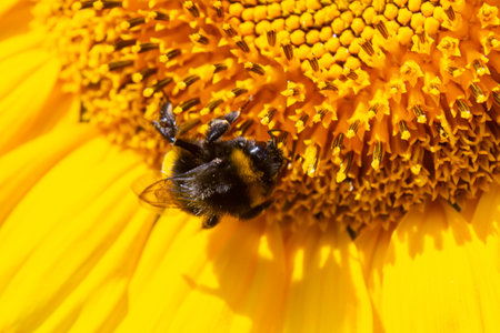 Bumble bee sitting on a thistle flower, closeup. Front view. Genus species Bombus.