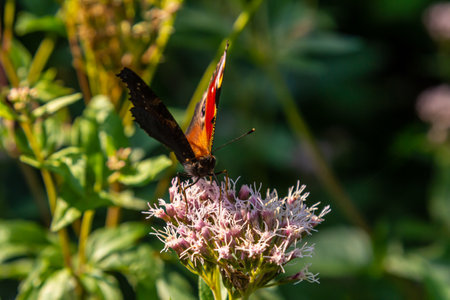 Butterfly aglais io with large spots on the wings sits on a cornflower meadow.