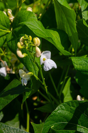 Delicate white flowers emerge among lush green leaves in a thriving garden, capturing the beauty of...