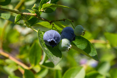 A vibrant blue huckleberry bush displaying clusters of ripening blueberries in a well-tended garden.