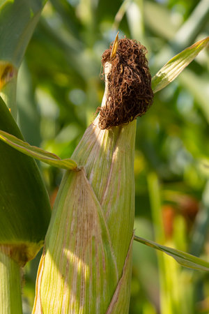 Corn cobs in corn farming fields during the harvest season can be used for roasted corn or staple...