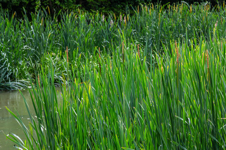 The broad-leaved Typha latifolia prefers marshy habitats, often inhabits the banks of ponds.
