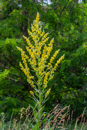 Common mullein - pale yellow flowers of verbascum nigrum plant, used as herb and medicine - growing...