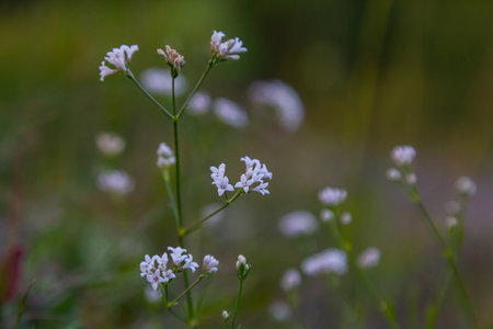 Macro photo of a dyer woodruff flower, Asperula tinctoria.の写真素材