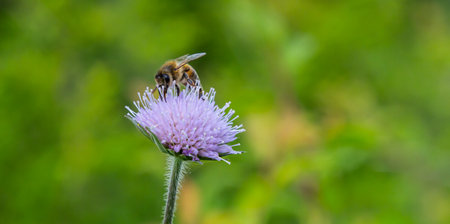 Knautia arvensis Lilac field scabious atop of hairy grey-green stem swaying slighty, a Honey bee collecting and foraging its nectar.の写真素材