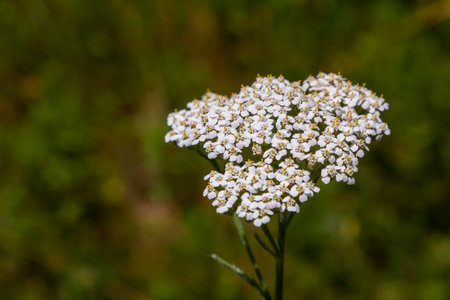 common yarrow achillea millefolium with fly Tachina fera.の写真素材