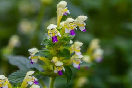 Summer among the wild herbs blossoms of nettle Galeopsis speciosa.の写真素材