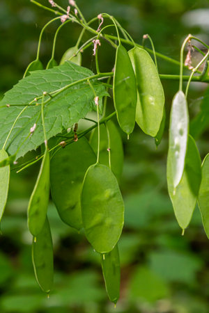 Green Lunaria plant in garden. Lunaria annua, called honesty or annual honesty.の写真素材