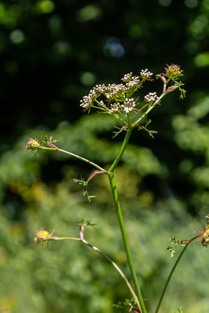 White flowering Caraway plant, or meridian fennel or Persian cumin or Carum carvi, close up.の写真素材