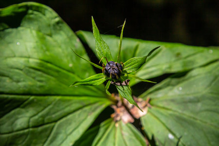 Very poisonous plant Raven's eye four-leaf Paris quadrifolia also known, berry or True Lovers Knot growing in the wild in a forest.の写真素材