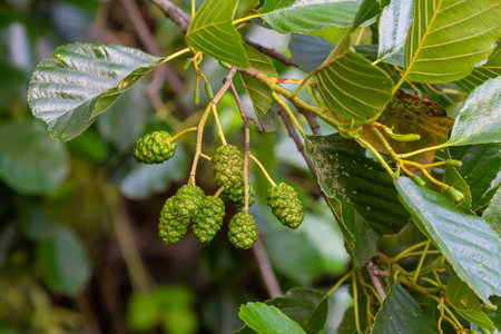 Green and brown alder cones, alder catkins and green leaves.の写真素材