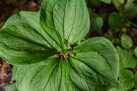 Very poisonous plant Raven's eye four-leaf Paris quadrifolia also known, berry or True Lovers Knot growing in the wild in a forest.の写真素材