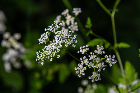 Chaerophyllum hirsutum roseum - pink umbels of hairy chervil.
