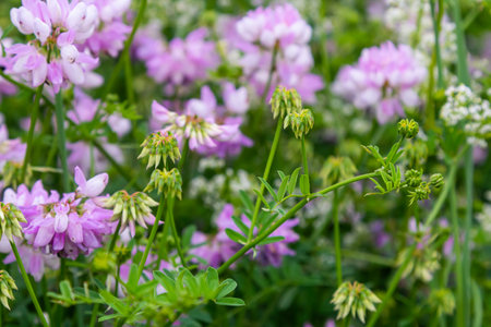 the flowers of Securigera varia - crownvetch, purple crown vetch.の写真素材