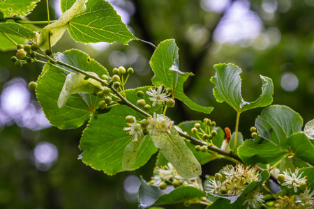 Linden blossom with green leaves on a tree in summer.