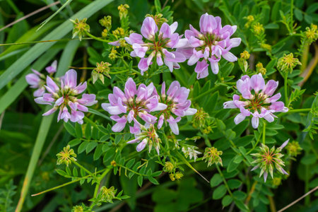 the flowers of Securigera varia - crownvetch, purple crown vetch.の写真素材