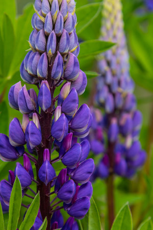 Lupinus, lupin, lupine field with pink purple and blue flowers.の写真素材