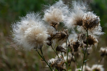 Centaurea scabiosa subsp. apiculata, Centaurea apiculata, Compositae. Wild plant shot in summer.