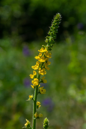 Summer in the wild among wild grasses is blooming agrimonia eupatoria.Medicinal plant.の写真素材