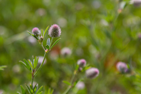 Trifolium arvense closeup. Fluffy clover in a meadow. Summer flora growing in the field. Colorful...