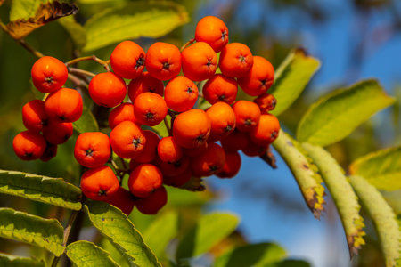 A bunch of red rowan berries on a tree.の写真素材