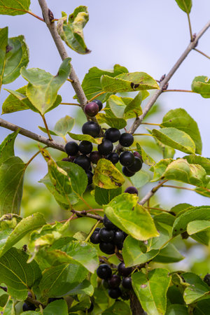 Glossy buckthorn berries or fruit growing on the bush in August.