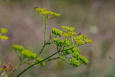 Close up of Wild Parsnip Pastinaca sativa yellow blossoms.