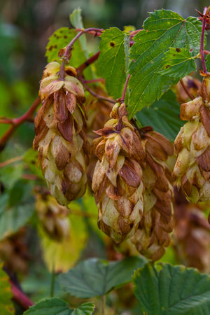 Hops flowers, of the hop plant Humulus lupulus, for beer production growing in the Bavaria by the...