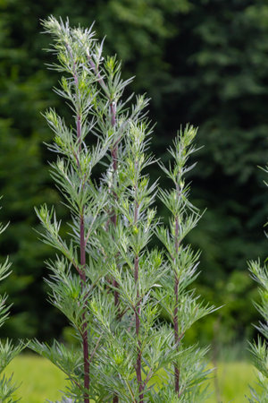 Artemisia vulgaris common mugwort allergen flowering.の写真素材