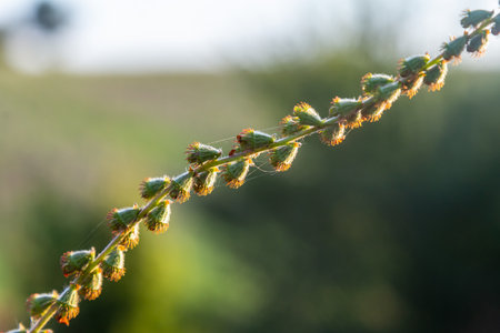 Common agrimony seeds, Latin name Agrimonia eupatoria.